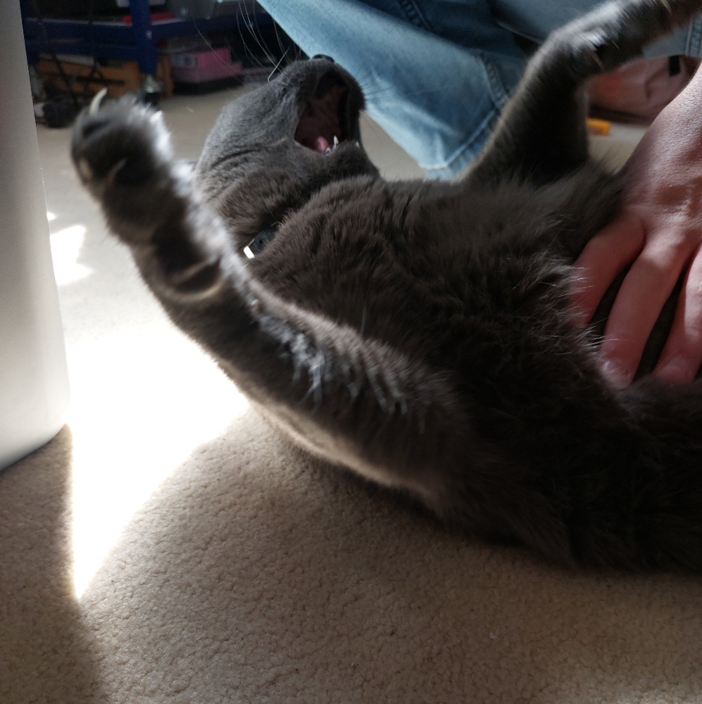 🩷Basic info and background🩷 - Picture 12 of 12